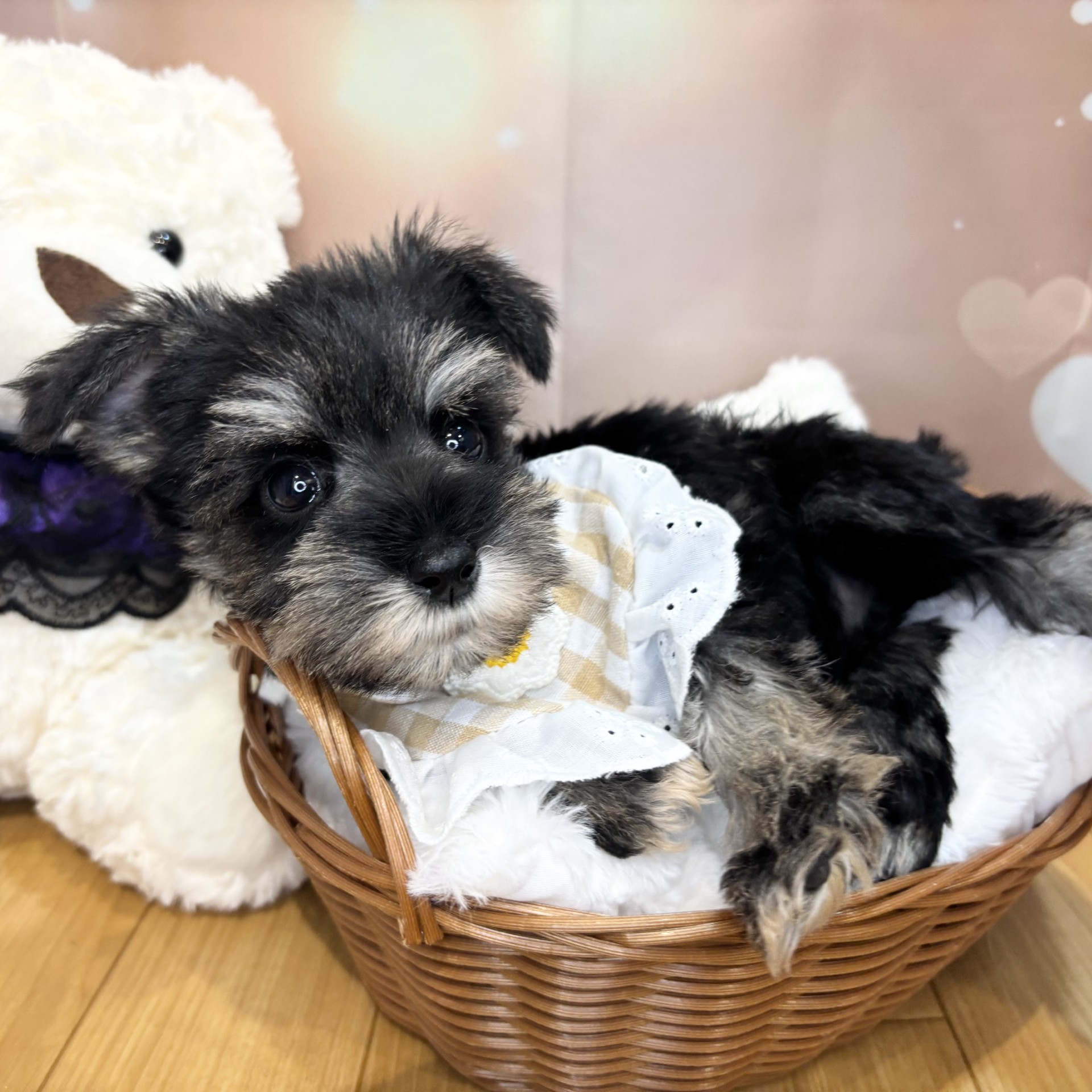 長野県のミニチュアシュナウザー (犬の家＆猫の里カインズ梓川店/2026年8月13日生まれ/女の子/ソルトペッパー)の子犬の2枚目の画像