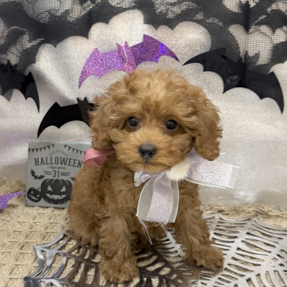 静岡県のトイプードル(トイ) (犬の家＆猫の里アミーゴ浜松和田店/2026年8月17日生まれ/女の子/レッド)の子犬の2枚目の画像