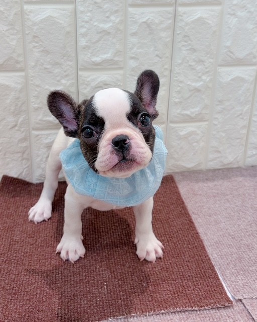 岡山県のフレンチブルドッグ (犬の家＆猫の里倉敷店/2026年8月17日生まれ/男の子/パイド)の子犬の2枚目の画像
