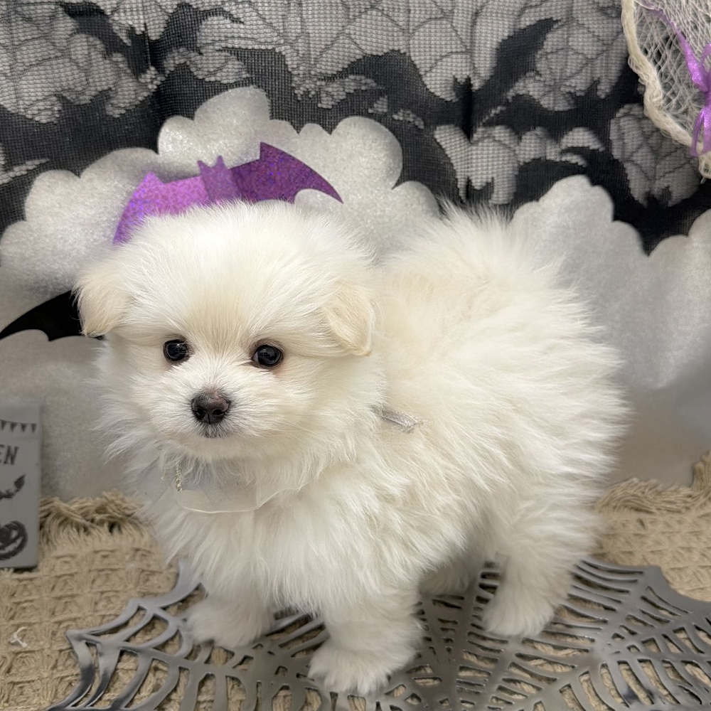 静岡県のポメマル/マルポメ(ポメラニアン×マルチーズ) (犬の家＆猫の里アミーゴ浜松和田店/2026年8月24日生まれ/男の子/ホワイト)の子犬の2枚目の画像