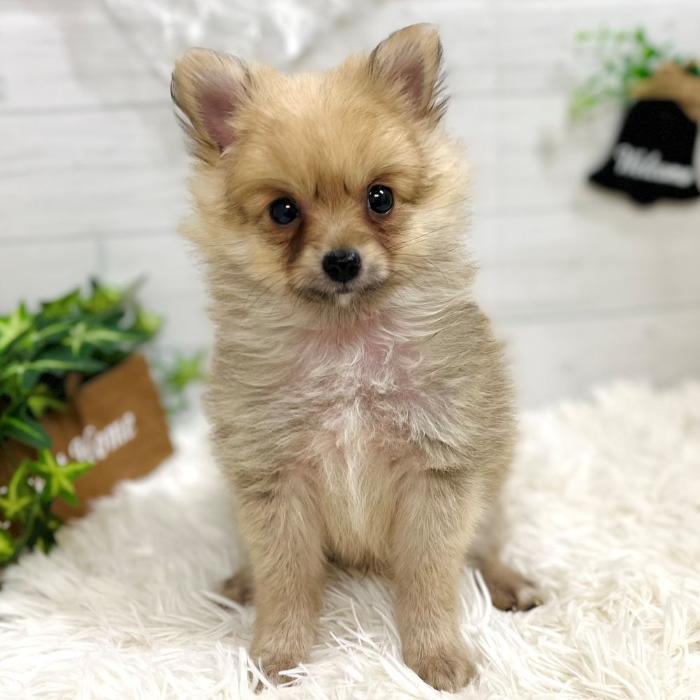愛知県のポメチワ/チワポメ/ポメチー(ポメラニアン×チワワ) (犬の家＆猫の里豊田店/2025年9月10日生まれ/男の子/オレンジ)の子犬の2枚目の画像