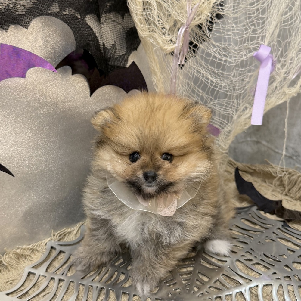 静岡県のポメラニアン (犬の家＆猫の里アミーゴ浜松和田店/2026年8月18日生まれ/女の子/オレンジ)の子犬の1枚目の画像