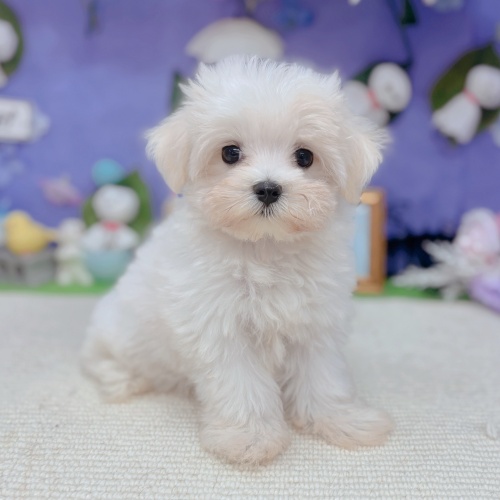 岐阜県のマルチーズ (犬の家＆猫の里岐南店/2025年5月9日生まれ/女の子/ホワイト)の子犬の1枚目の画像