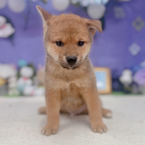 岐阜県の柴犬(標準サイズ) (犬の家＆猫の里岐南店/2025年5月25日生まれ/男の子/赤)の子犬の2枚目の画像