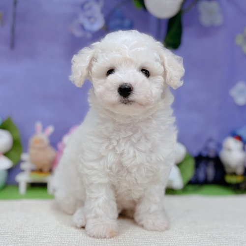 岐阜県のビションフリーゼ (犬の家＆猫の里岐南店/2025年5月27日生まれ/女の子/ホワイト)の子犬の1枚目の画像