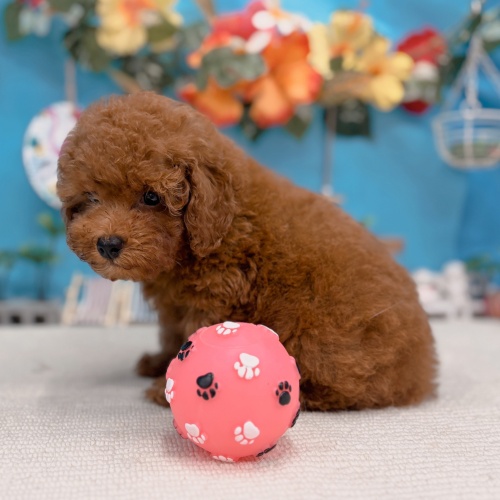 岐阜県のトイプードル(トイ) (犬の家＆猫の里岐南店/2025年6月24日生まれ/男の子/レッドフォーン)の子犬の2枚目の画像