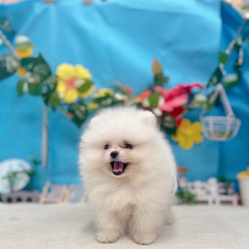 岐阜県のポメラニアン (犬の家＆猫の里岐南店/2025年7月1日生まれ/女の子/クリーム)の子犬の2枚目の画像