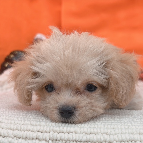 岐阜県のチワプー/プーチー(チワワ×プードル) (犬の家＆猫の里岐南店/2025年8月31日生まれ/男の子/アプリコット)の子犬の2枚目の画像