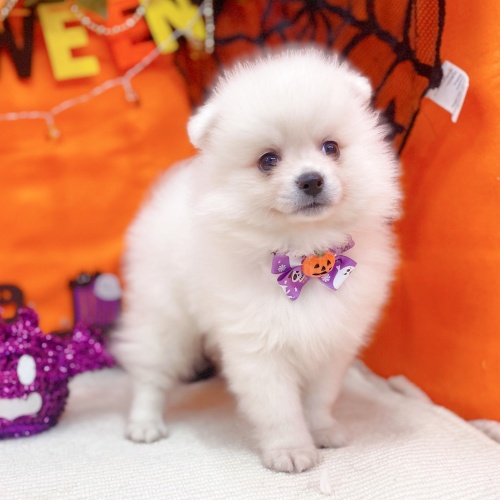 岐阜県のポメラニアン (犬の家＆猫の里岐南店/2025年8月26日生まれ/男の子/クリーム)の子犬の2枚目の画像