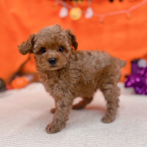 岐阜県のトイプードル(トイ) (犬の家＆猫の里岐南店/2025年9月2日生まれ/男の子/オレンジフォーン)の子犬の2枚目の画像