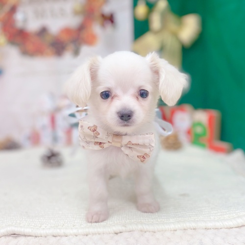 岐阜県のチワックス(チワワ×ダックス) (犬の家＆猫の里岐南店/2025年9月19日生まれ/男の子/クリーム)の子犬の2枚目の画像