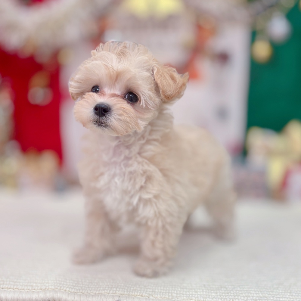 岐阜県のマルプー(マルチーズ×プードル) (犬の家＆猫の里岐南店/2025年9月28日生まれ/男の子/クリーム)の子犬の2枚目の画像