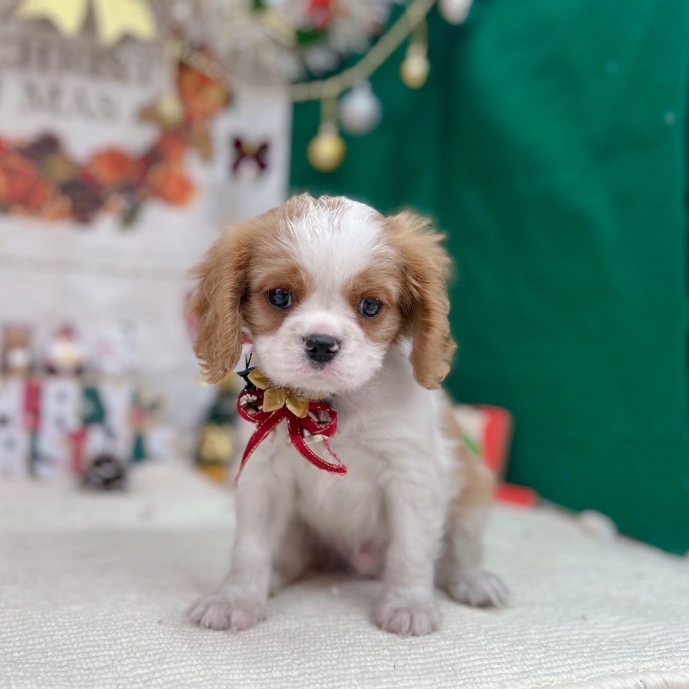 岐阜県のキャバリアキングチャールズスパニエル (犬の家＆猫の里岐南店/2025年9月27日生まれ/男の子/ブレンハイム)の子犬の1枚目の画像