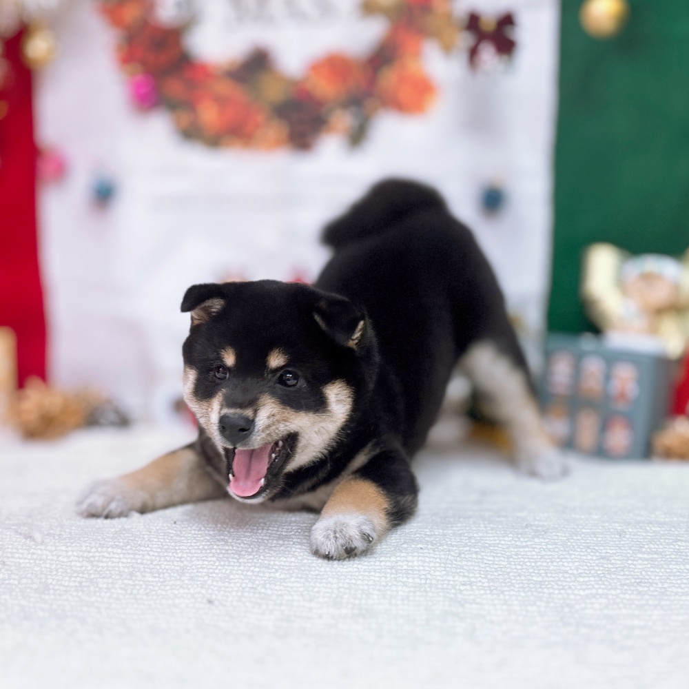 岐阜県の柴犬(標準サイズ) (犬の家＆猫の里岐南店/2025年9月21日生まれ/女の子/黒)の子犬の2枚目の画像
