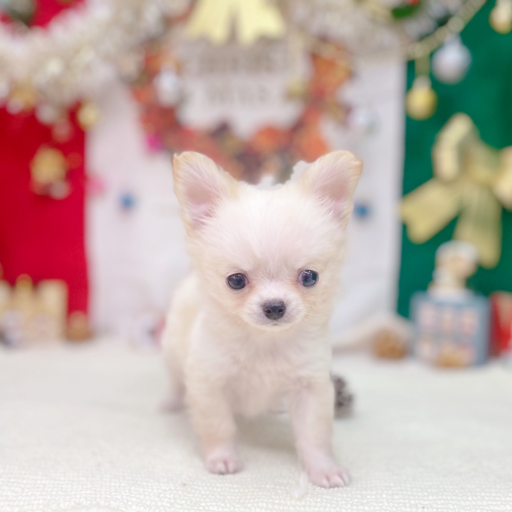岐阜県のチワワ(ロング) (犬の家＆猫の里岐南店/2025年10月1日生まれ/男の子/クリームホワイト)の子犬の2枚目の画像