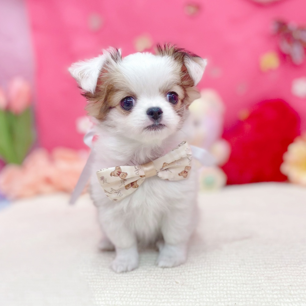 岐阜県のチワワ(ロング) (犬の家＆猫の里岐南店/2026年1月26日生まれ/男の子/ホワイトレッド)の子犬の2枚目の画像