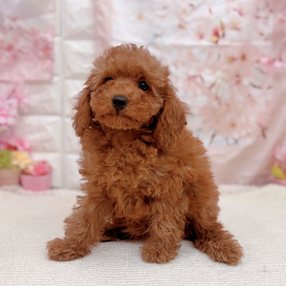 岐阜県のトイプードル(トイ) (犬の家＆猫の里岐南店/2026年2月2日生まれ/女の子/レッドフォーン)の子犬の2枚目の画像
