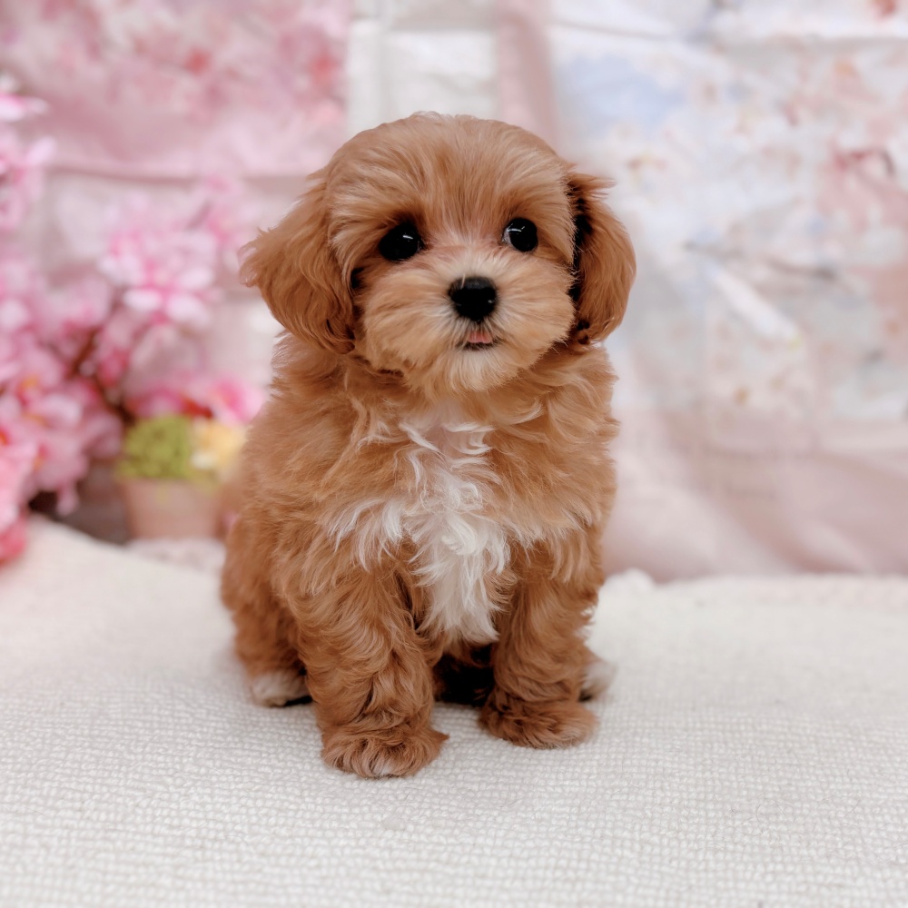 岐阜県のマルプー(マルチーズ×プードル) (犬の家＆猫の里岐南店/2026年2月4日生まれ/女の子/アプリコットホワイト)の子犬の2枚目の画像