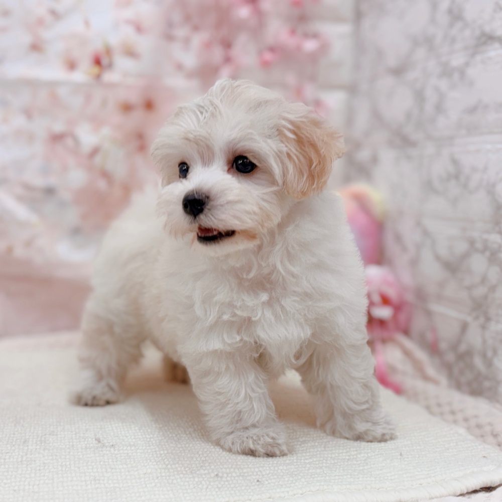岐阜県のマルプー(マルチーズ×プードル) (犬の家＆猫の里岐南店/2026年2月5日生まれ/女の子/クリームホワイト)の子犬の2枚目の画像