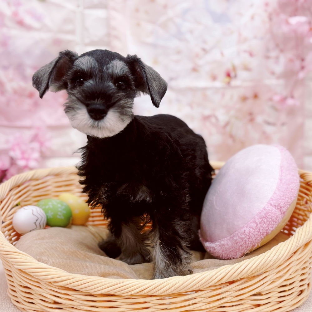 岐阜県のミニチュアシュナウザー (犬の家＆猫の里岐南店/2026年2月6日生まれ/女の子/ソルトペッパー)の子犬の2枚目の画像