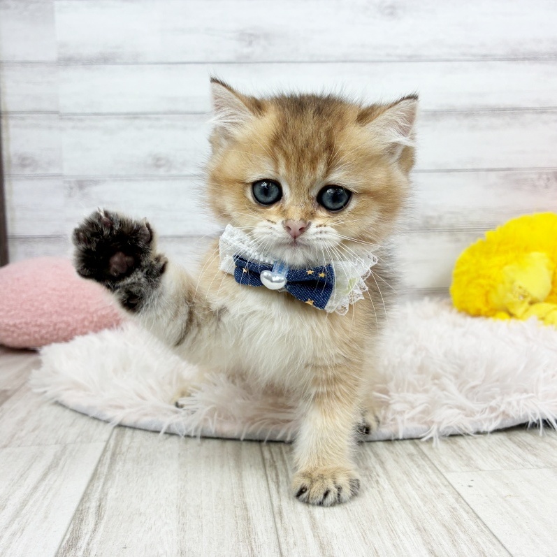兵庫県のブリティッシュショートヘアー (犬の家＆猫の里川西店/2026年6月26日生まれ/男の子/シェーデットゴールデン)の子猫の1枚目の画像