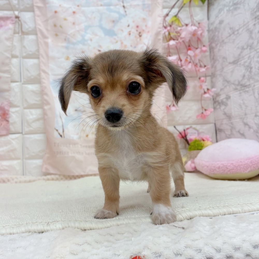 岐阜県のチワックス(チワワ×ダックス) (犬の家＆猫の里岐南店/2026年3月2日生まれ/男の子/レッド)の子犬の2枚目の画像