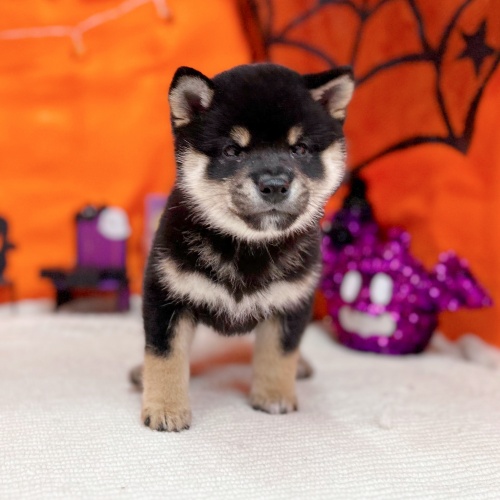 岐阜県の豆柴 (犬の家＆猫の里岐南店/2025年8月28日生まれ/男の子/黒)の子犬の1枚目の画像