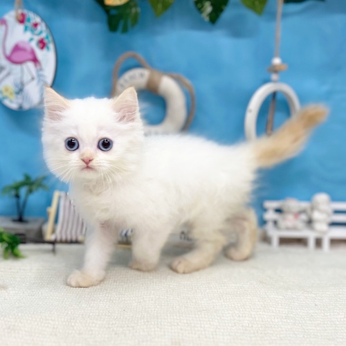 岐阜県のミヌエット (犬の家＆猫の里岐南店/2025年6月6日生まれ/男の子/フレームポイント)の子猫の2枚目の画像