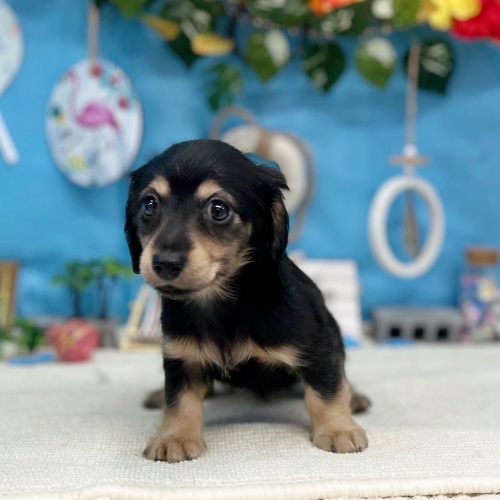 岐阜県のミニチュアダックスフンド(ロング) (犬の家＆猫の里岐南店/2025年6月14日生まれ/女の子/ブラックイエロー)の子犬の2枚目の画像
