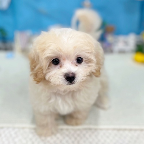 岐阜県のマルプー(マルチーズ×プードル) (犬の家＆猫の里岐南店/2025年6月16日生まれ/男の子/クリームホワイト)の子犬の2枚目の画像