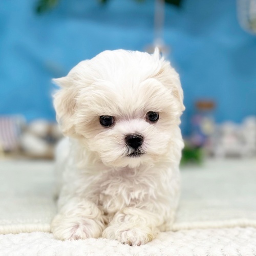 岐阜県のマルチーズ (犬の家＆猫の里岐南店/2025年6月16日生まれ/女の子/ホワイト)の子犬の2枚目の画像