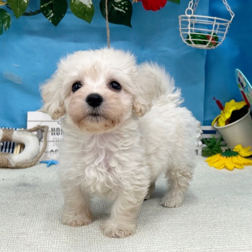 岐阜県のハーフ犬・ミックス犬 (犬の家＆猫の里岐南店/2025年6月8日生まれ/女の子/クリーム)の子犬の2枚目の画像