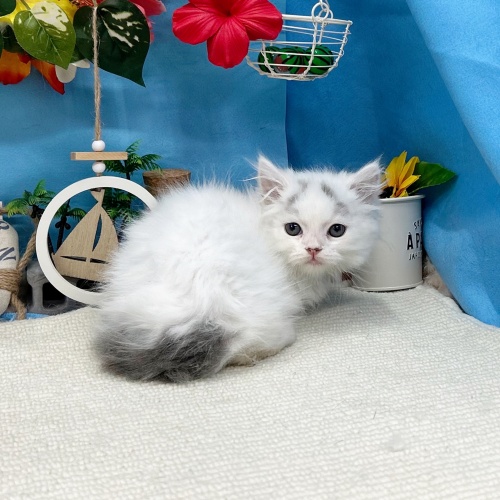 岐阜県のスコティッシュストレート (犬の家＆猫の里岐南店/2025年6月30日生まれ/男の子/ブルータビーホワイトバン)の子猫の2枚目の画像