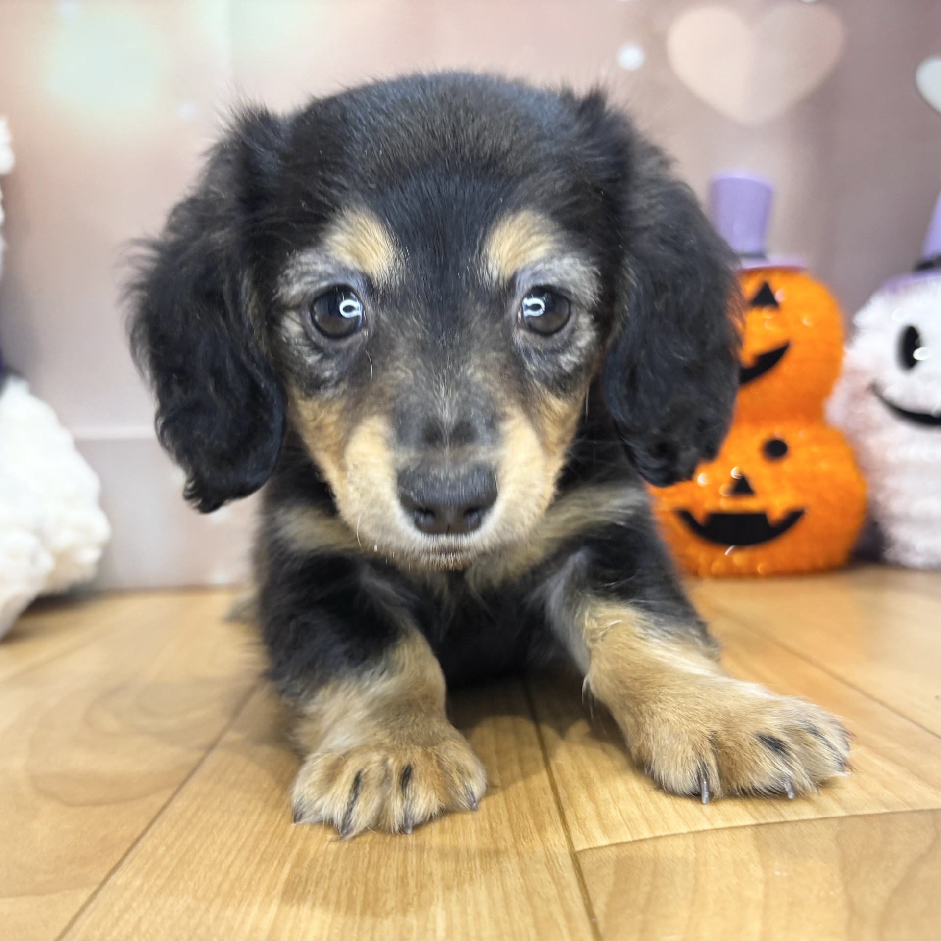 長野県のカニンヘンダックスフンド(ロング) (犬の家＆猫の里カインズ梓川店/2026年8月18日生まれ/女の子/ブラックタン)の子犬の1枚目の画像