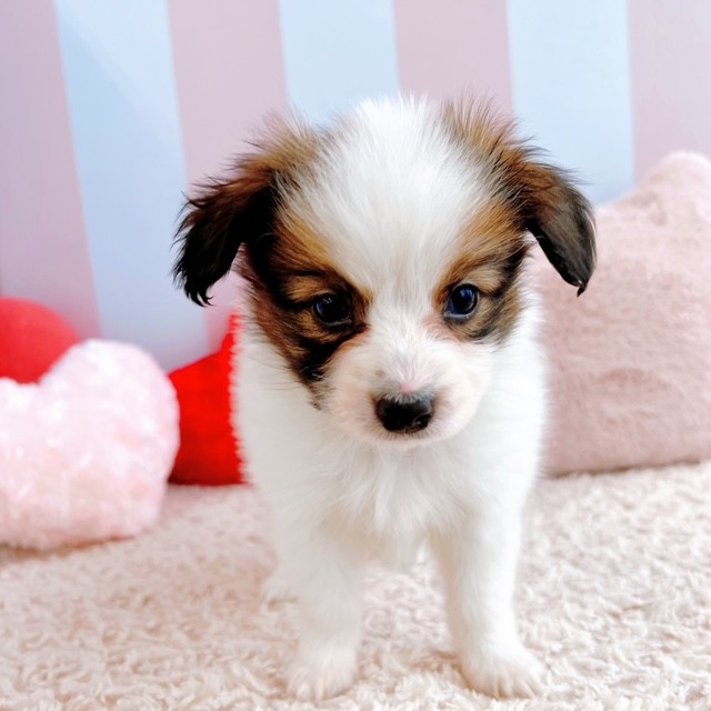 岡山県のパピヨン (犬の家＆猫の里倉敷中庄店/2026年2月21日生まれ/女の子/ホワイトブラウン)の子犬の2枚目の画像