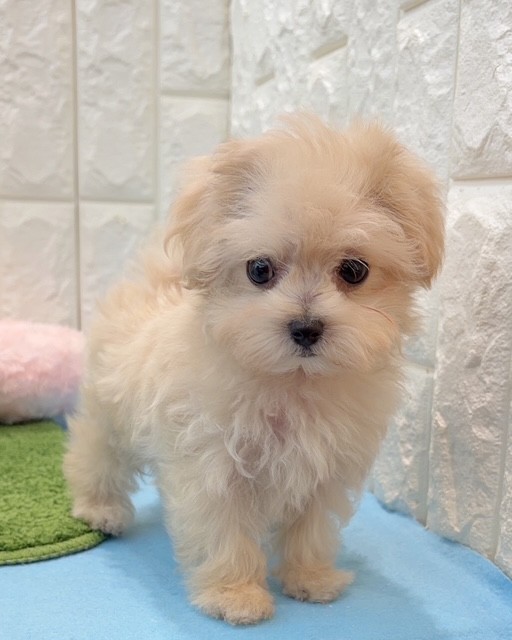 岡山県のマルプー(マルチーズ×プードル) (犬の家＆猫の里倉敷店/2026年3月22日生まれ/男の子/クリーム)の子犬の1枚目の画像