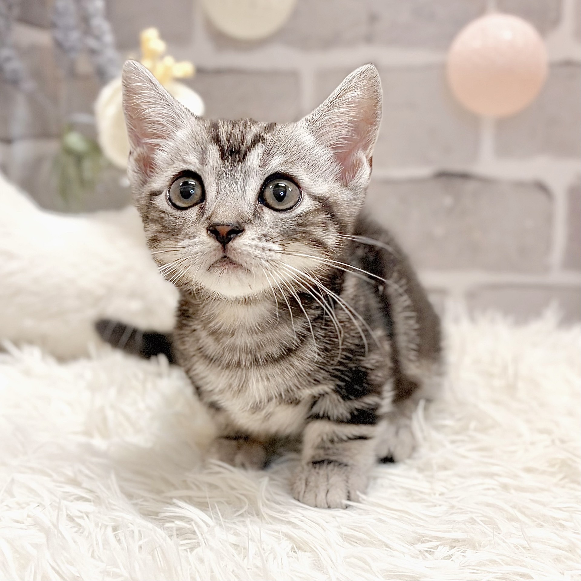 兵庫県のマンチカン (犬の家＆猫の里神戸店/2026年7月4日生まれ/男の子/シルバータビー)の子猫の2枚目の画像