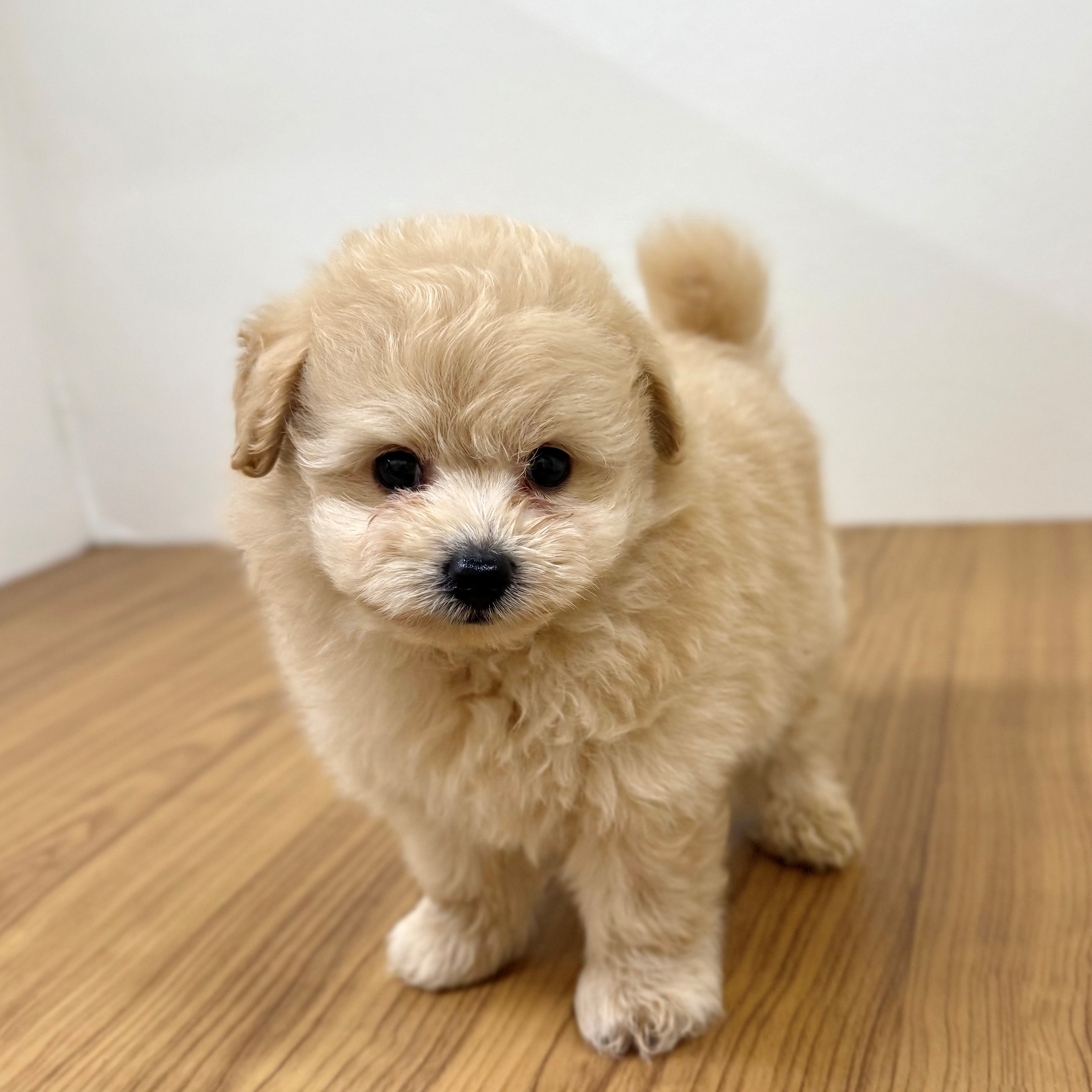 福岡県のポメプー(ポメラニアン×プードル) (犬の家＆猫の里トリアス久山店/2025年6月7日生まれ/男の子/クリーム)の子犬の2枚目の画像