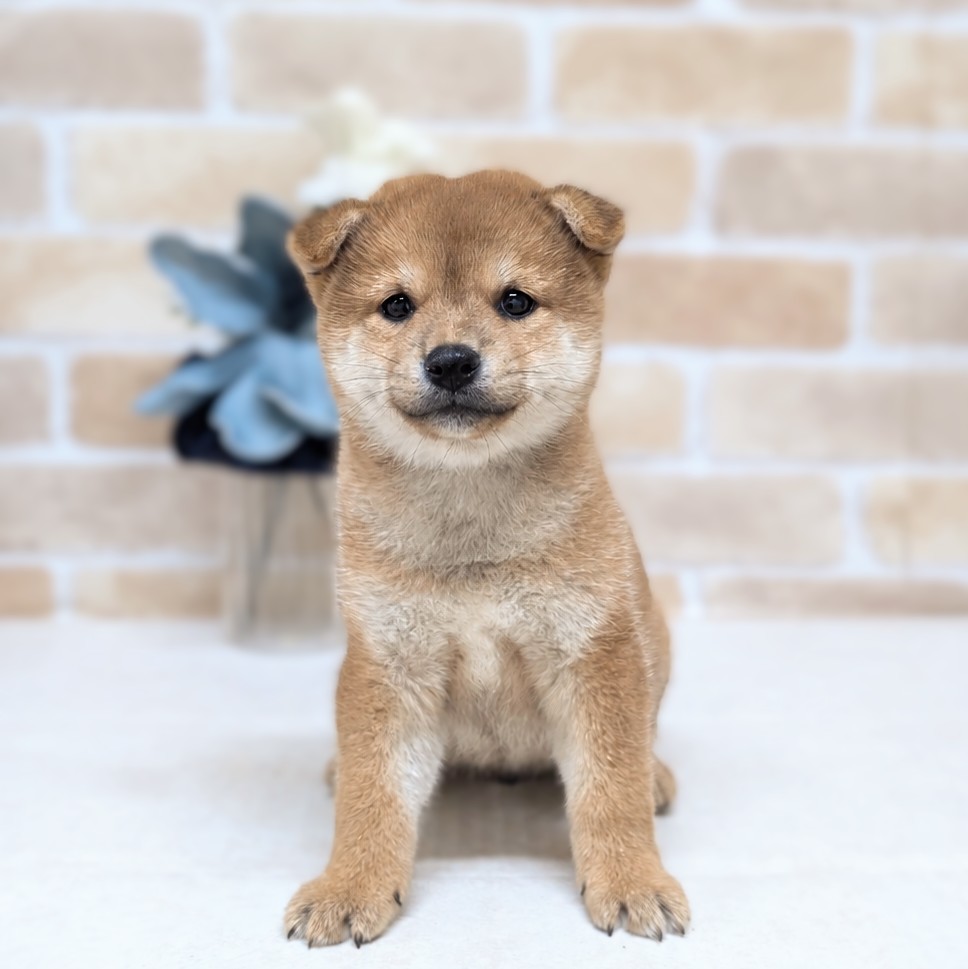 愛知県の柴犬(標準サイズ) (犬の家＆猫の里安城店/2026年7月20日生まれ/男の子/赤)の子犬の1枚目の画像