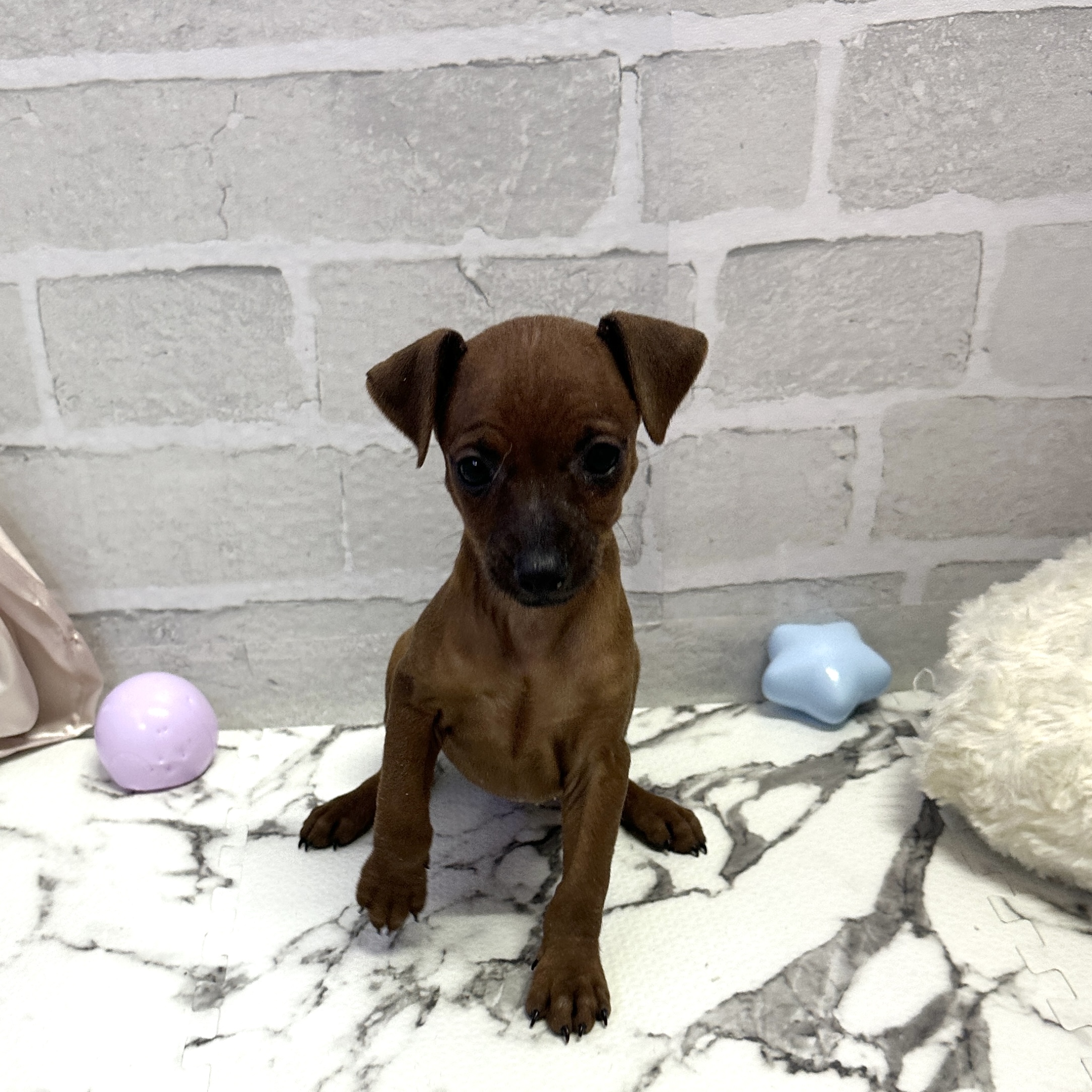 愛知県のミニチュアピンシャー (犬の家＆猫の里岡崎店/2025年9月8日生まれ/女の子/レッド)の子犬の2枚目の画像