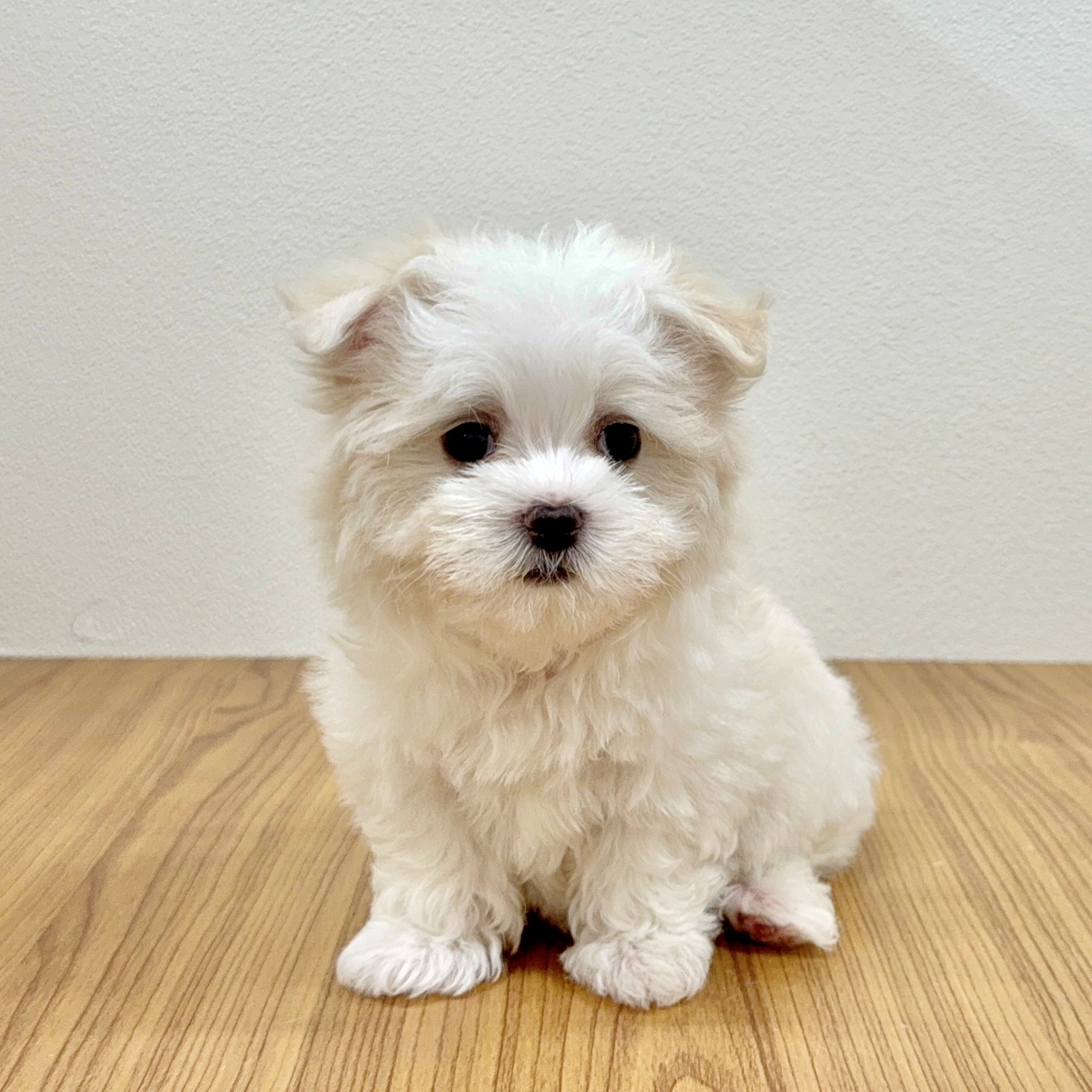 福岡県のマルチーズ (犬の家＆猫の里トリアス久山店/2025年6月1日生まれ/女の子/ホワイト)の子犬の2枚目の画像