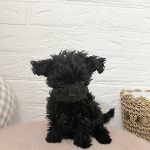 ハーフ犬女の子の写真