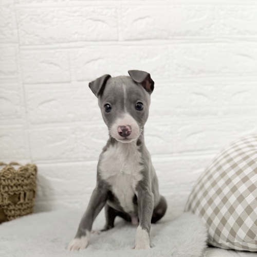 イタリアングレーハウンド男の子の写真