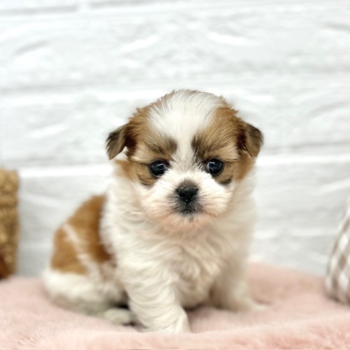 愛知県のシーズー (犬の家＆猫の里豊川インター店/2025年12月15日生まれ/女の子/ホワイトゴールド)の子犬
