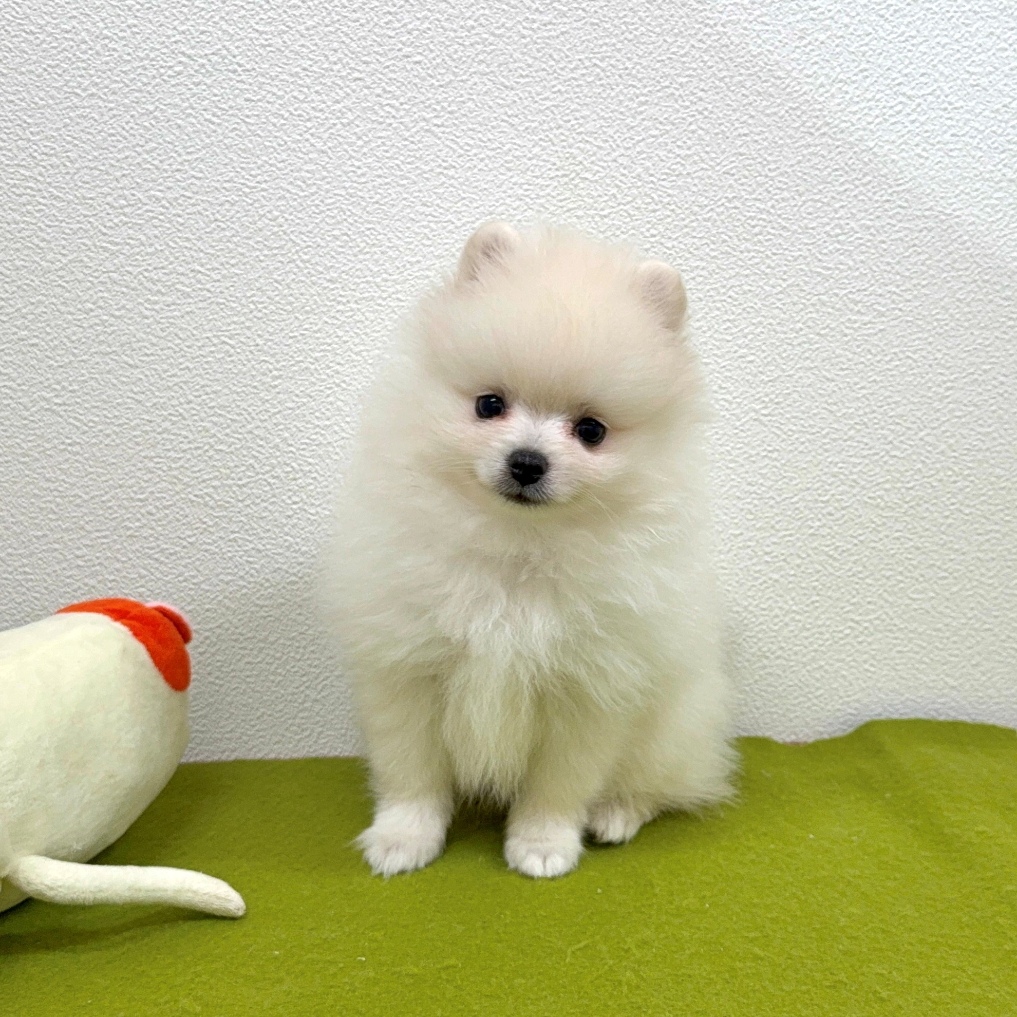 福岡県のポメラニアン (犬の家＆猫の里トリアス久山店/2025年7月14日生まれ/男の子/ホワイト)の子犬の2枚目の画像