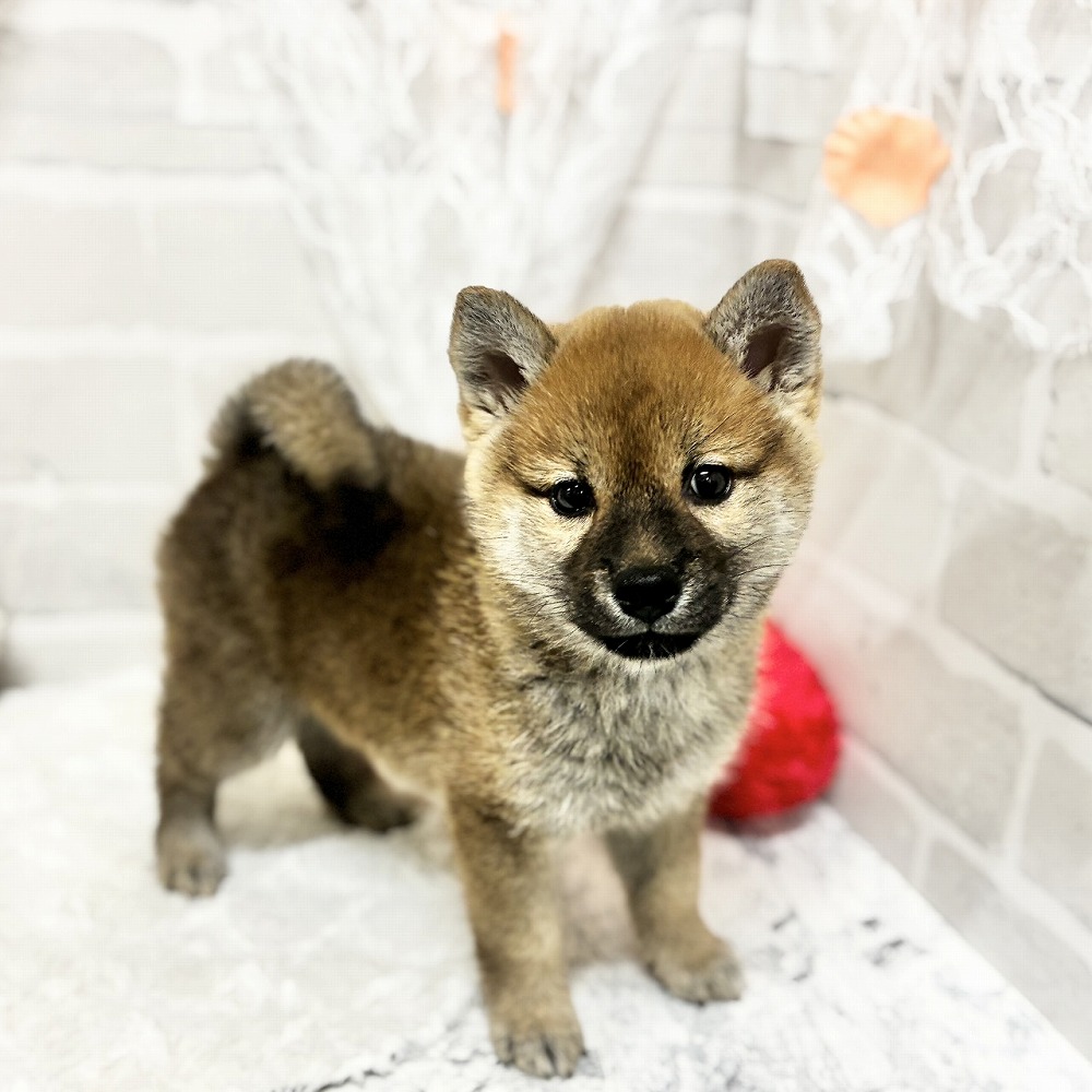 京都府の柴犬(標準サイズ) (犬の家＆猫の里京都精華店/2026年5月3日生まれ/女の子/赤)の子犬の2枚目の画像