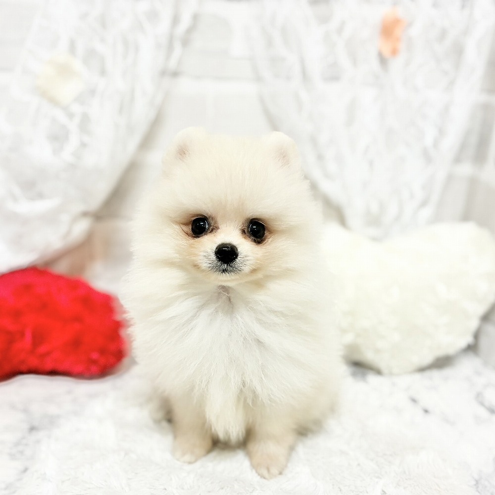 京都府のポメラニアン (犬の家＆猫の里京都精華店/2026年5月2日生まれ/女の子/クリーム)の子犬の2枚目の画像