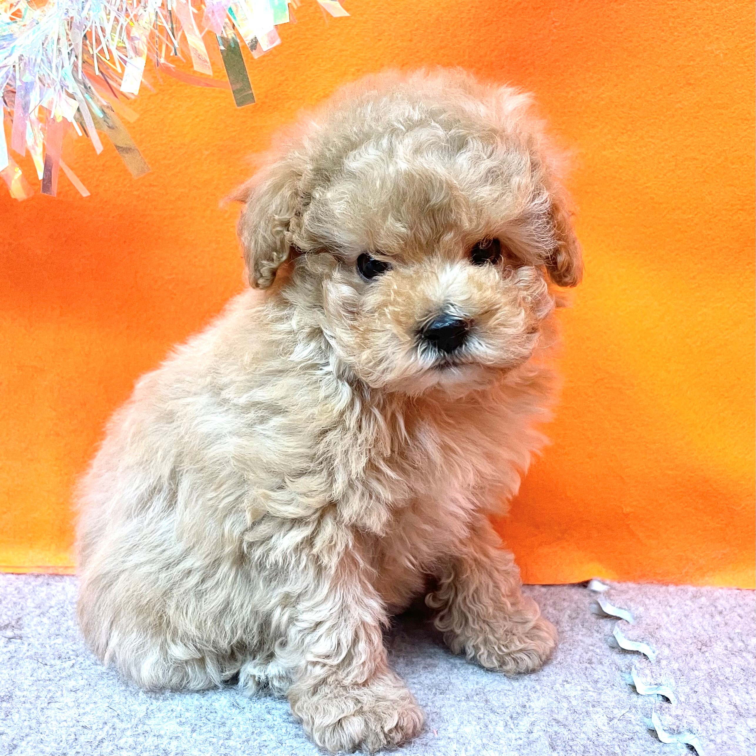 タイニープードル女の子の写真