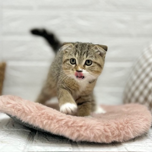 愛知県のスコティッシュフォールド (犬の家＆猫の里豊川インター店/2025年8月14日生まれ/女の子/ブラックタビーホワイト)の子猫の1枚目の画像