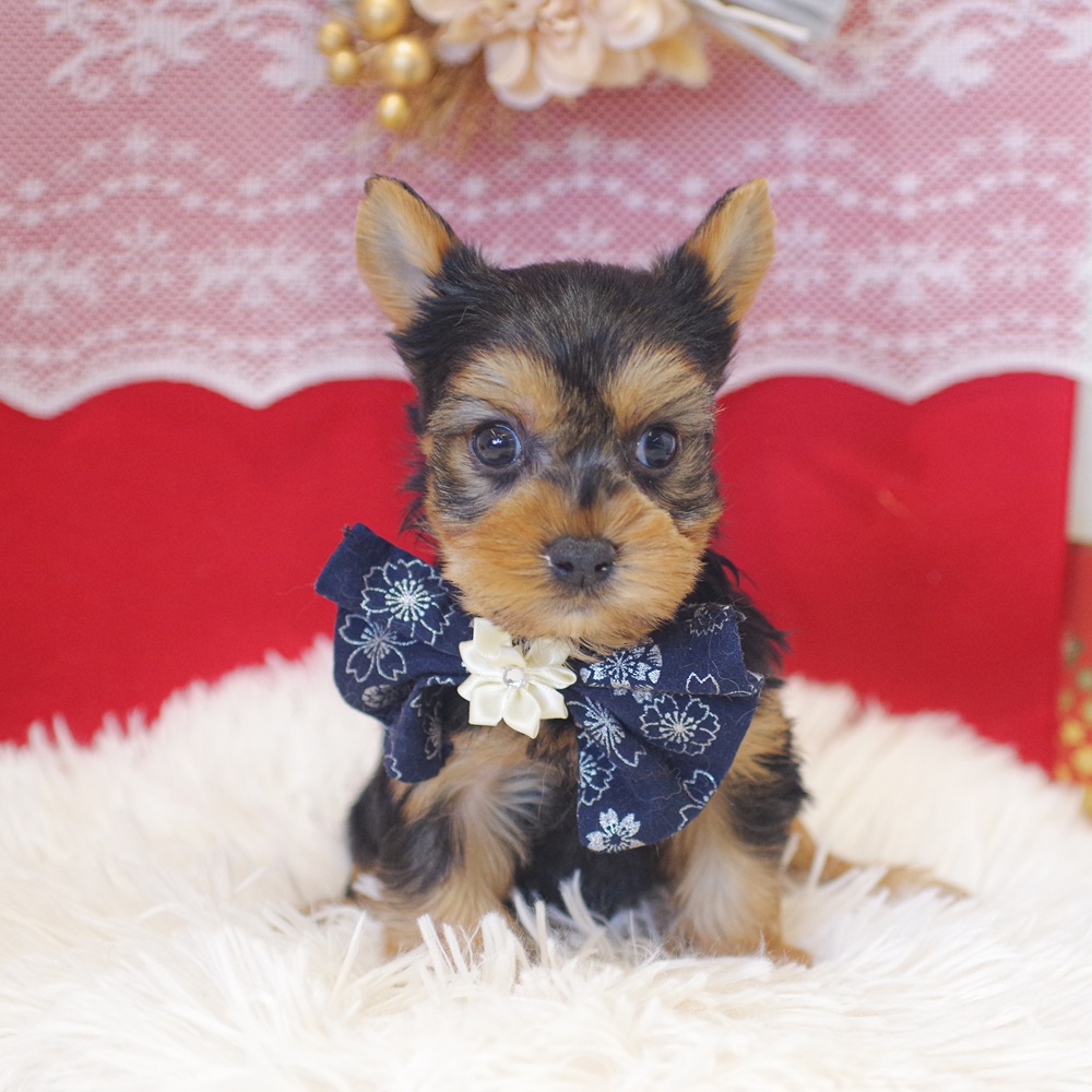 5万円以下のヨークシャーテリアの子犬を価格や特徴で探す|ペット